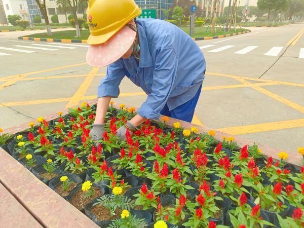 行政保衛(wèi)部趙師傅等人在公司主干道上擺放鮮花。.jpg